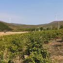 邮储银行太湖县支行助力特色产业链 焕发乡村振兴活力