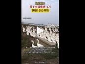 以鵝抵債！男子申請強執12萬獲賠1600只鵝