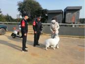 合肥同安街道：文明養犬 共建美好社區
