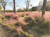 淮南市人民公園：是誰讓粉黛亂子草