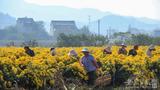 庐江县龙桥镇：菊花丰收采摘忙