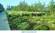 安徽蚌埠：林下掘金 護了生態鼓了口袋