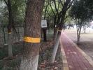 六安淠河边树木为何缠“围脖”？