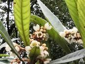 注意！合肥13日早晨氣溫低至1℃
