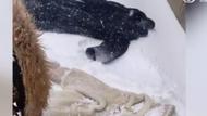 哈爾濱雪地“歡樂頌”：有人干洗呢子大衣 有人滑雪上班 有人開盲盒找車