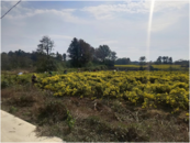 懷寧縣金拱鎮(zhèn)：發(fā)展菊花種植 助力共同增收