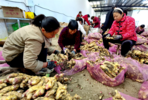 临泉县关工委“乡村振兴·关工助力”工作调研记事