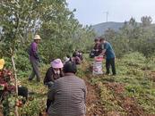 淮北市杜集區石臺鎮梧桐村：種植中藥材  打造致富金鑰匙          