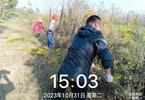 全城围剿“一枝黄花”后续：肥东县龙城路一处“一枝黄花”已清除 