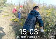 全城圍剿“一枝黃花”后續：肥東縣龍城路一處“一枝黃花”已清除 