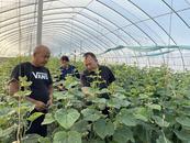 濉溪縣南坪鎮(zhèn)：果蔬種植集體農(nóng)戶雙增收