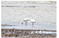 A10白鶴現身安慶菜子湖濕地公園
