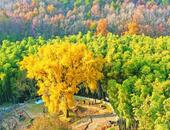 巢湖：走過600余年 滿樹綻金待君來