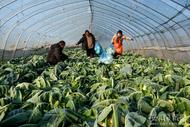 蚌埠：田間地頭收菜忙 “菜籃子”供應有保障