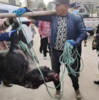 致1死3伤，事发湖北监利！秋冬季全国多地出现野猪伤人事件