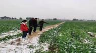 懷寧石牌：積極應對雨雪天氣 全力保障農業生產安全