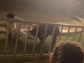 成都一黑熊表演時(shí)失控咬傷馴獸師？馬戲團(tuán)回應(yīng)