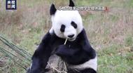 旅英大熊貓“陽光”和“甜甜”飛抵成都  今年已有15只大熊貓回國，為何迎來“回國潮” ？