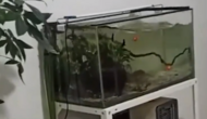 菲律宾近海地震：鸟群飞舞房屋摇晃