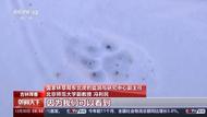 捕食了73號東北豹的“肇事虎”已被鎖定！