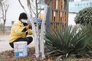 ?濉溪縣四鋪鎮：樹木涂白“穿新衣”  防蟲保暖御寒冬    