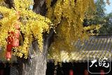 寿县：古城千年银杏树 风吹叶落满地金