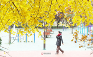 阜陽晴冷模式開啟，1日最低氣溫-3℃
