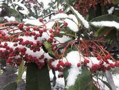 胡竹峰：初雪后记
