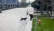 成都即將禁養羅威納犬