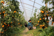 肥西縣銘傳鄉：金果滿枝頭 產業助增收