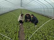 濉溪縣四鋪鎮：農技專家深入田間指導 保障冬季“菜籃子”安全      