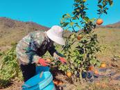 宜秀區大龍山鎮新新社區：豐收季迎來致富果 助力鄉村振興