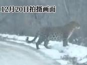 吉林一東北豹被東北虎咬死，體重約100斤