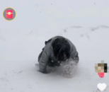 煙臺一女大學生雪中爬行回宿舍，實力演繹“流放寧古塔”