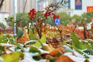 -9℃！安徽發布首個低溫藍色預警 未來十天氣溫持續偏低