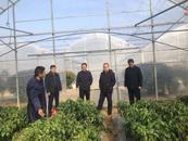 宜秀區白澤湖鄉黃石村：共建千畝大棚蔬菜產業園，助推鄉村振興