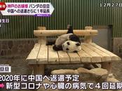 日媒：28岁旅日大熊猫旦旦心脏病恶化，再次延期回国