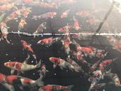 ?新時代新征程新偉業|一條魚最高能賣五十萬元  錦鯉產業助力淮北渠溝鎮鄉村振興