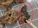 江苏射阳一顾客点外卖疑似吃出半截老鼠，头部疑有胡须和牙齿