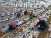 宜秀區白澤湖鄉黃石村：老有所學，讓晚年生活不缺課