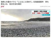 日本北海道海岸惊现大量沙丁鱼尸体，冲上沙滩蔓延100米