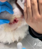 合肥一女子将爱犬寄养后受伤，双方各持一词