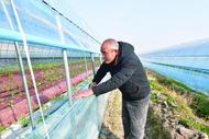 蔬菜種植戶積極應對低溫天氣 巢湖“菜籃子”有保障
