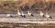 “鳥中大熊貓”東方白鸛已經連續5年在蒙洼蓄洪區濕地棲息