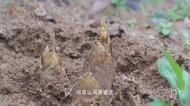 縣長挖筍，區長燒魚！黃山市區縣長“打擂臺”推薦徽菜
