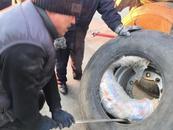 入境貨車藏7具走私狼尸被海關查獲