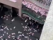 廣寧縣一小區(qū)住戶從樓上拋灑大量人民幣，回應(yīng):因家庭瑣事引發(fā)，錢已歸還本人