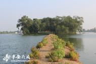 安徽淮南：消失的“鷺鳥天堂”