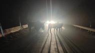多頭毛驢“越獄”夜間奔跑? ? 民警緊跟歸還失主