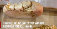 步氏巨猿缘何绝灭？最新研究给出答案